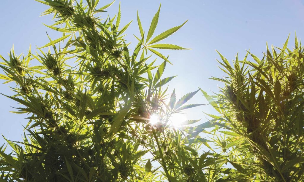 marijuana plant outdoor